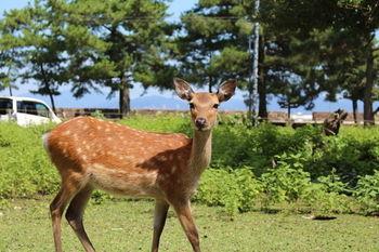 Miyajima Seaside Hotel - Bild 5