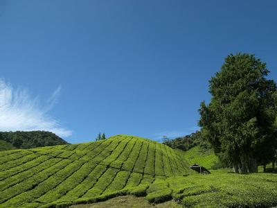 Hotel Cameron Highlands Resort - Bild 5