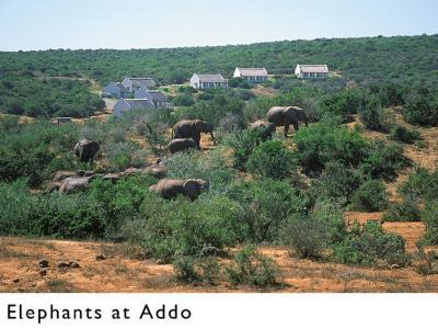 Hotel Addo Elephant Rest Camp - Bild 3