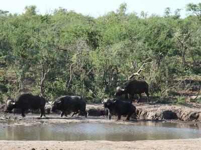 Hotel Jamala Madikwe - Bild 4