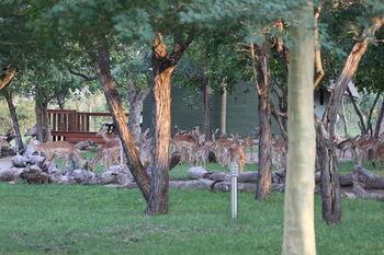 Hotel Nkorho Bush Lodge - Bild 3