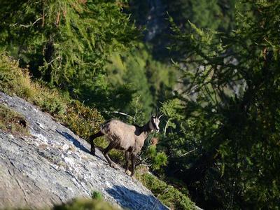 Hotel Garni Feehof & Apartments - Bild 5